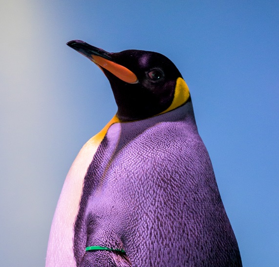 Penguin.jpg